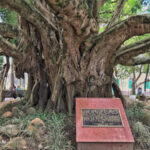 Jurerê, árvore centenária